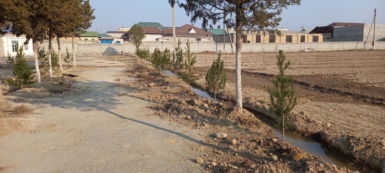 Akademik M.Mirzayev Forg'ona Ilmiy Tajriba Stansiyasi tashkilot xududida gilos bog' hamda  archa ko'chatlari ekildi.