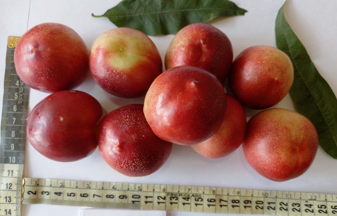 Xosiyat va Ifora. Shaftolining Farg'ona ITS da yaratilingan yangi navlari