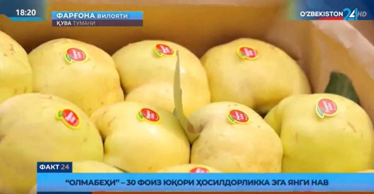 "Olamabex" 30% yuqori xosildorlikka ega yangi nav